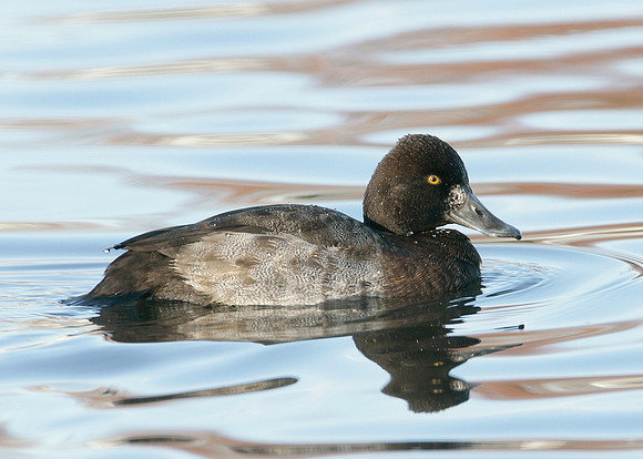 Lesser Scaup Aythya affinis
