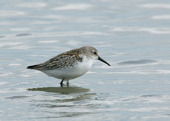 Western Sandpiper Calidris maura