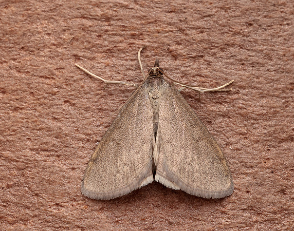 63.016 BF1386 Anania fuscalis