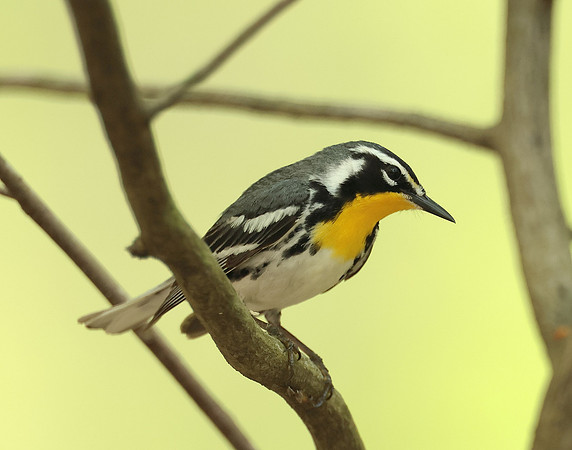 Yellow-throated Warbler  Setophaga dominica