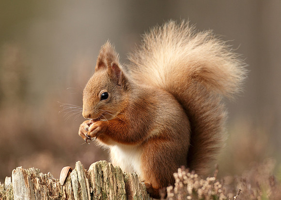 Red Squirrel Sciurus vulgaris