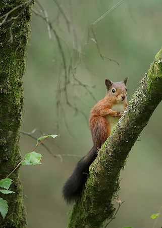 Red Squirrel Sciurus vulgaris