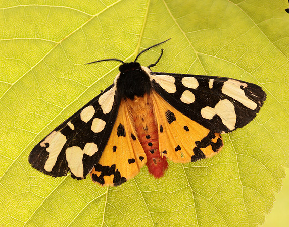 72.027 BF2058 Cream-spot Tiger Arctia villica