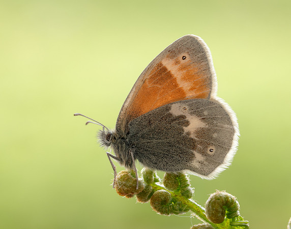 Large Heath scotica Coenonympha tullia scotica