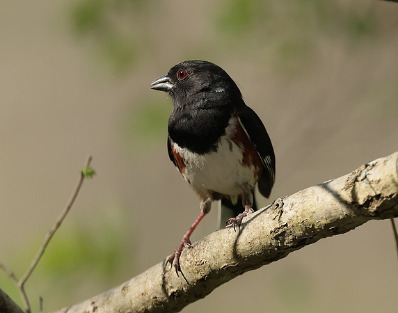 Eastern Towhee Pipilo erythrophthalmus