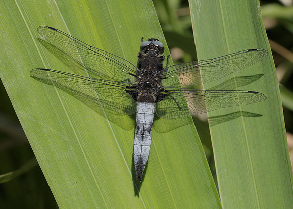 Scarce Chaser Libellula fulva