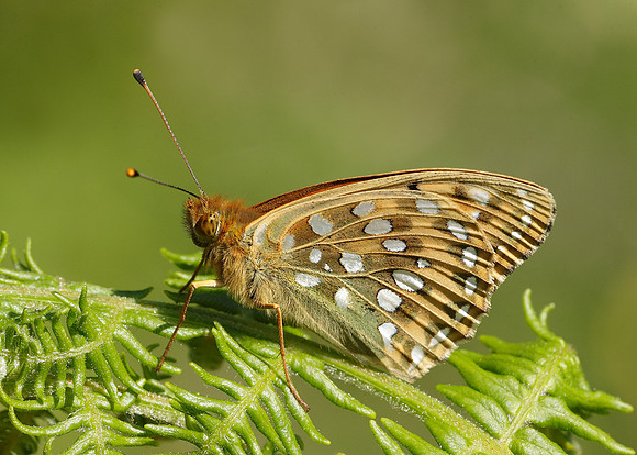 Dark Green fritillary Argynnis aglaja