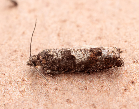49.245 BF1137 Epinotia tetraquetrana