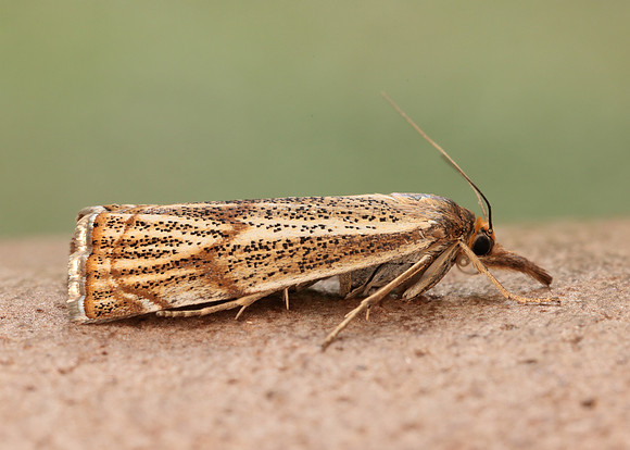 63.107 BF1321 Thisanotia chrysonuchella