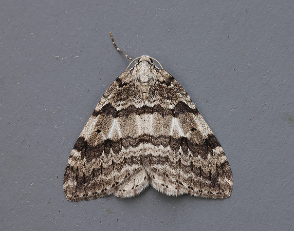 70.109 BF1797 Autumnal Moth Epirrita autumnata