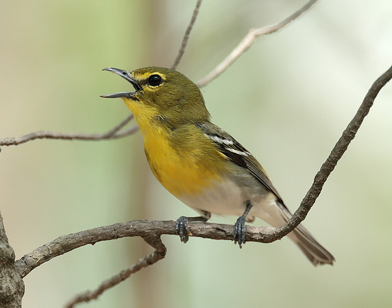 Yellow-throated Vireo Vireo flavifrons