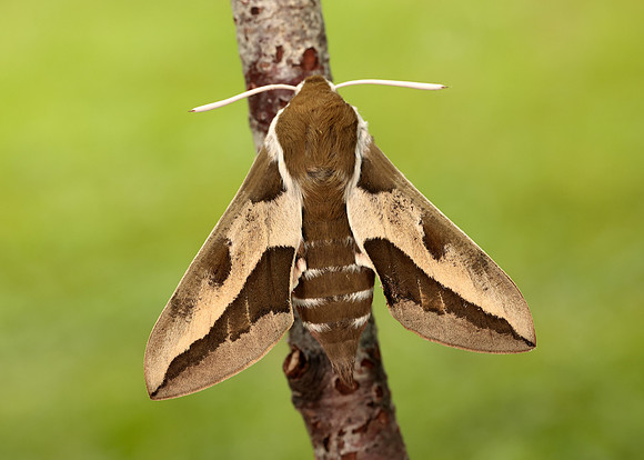 69.013 BF1986 Spurge Hawk-moth Hyles euphorbiae