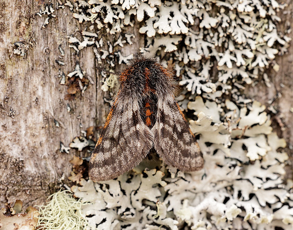 70.249 BF1929 Rannoch Brindled Beauty Lycia lapponaria