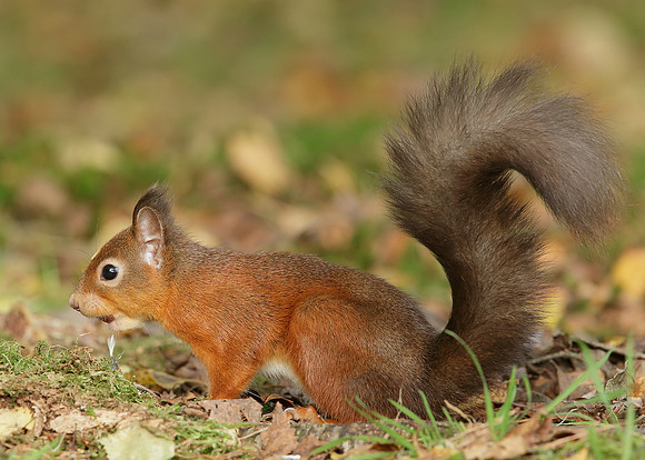 Red Squirrel Sciurus vulgaris