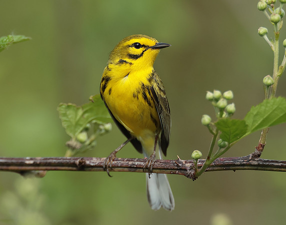 Prairie Warbler Setophaga discolor