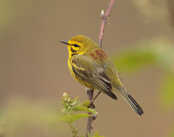 Prairie Warbler Setophaga discolor