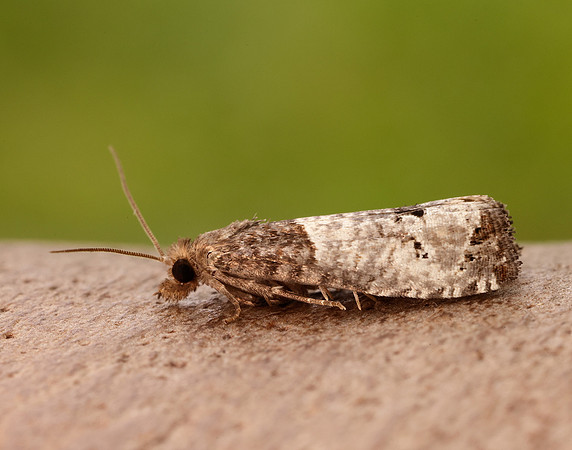 49.295 BF1178 Notocelia roborana