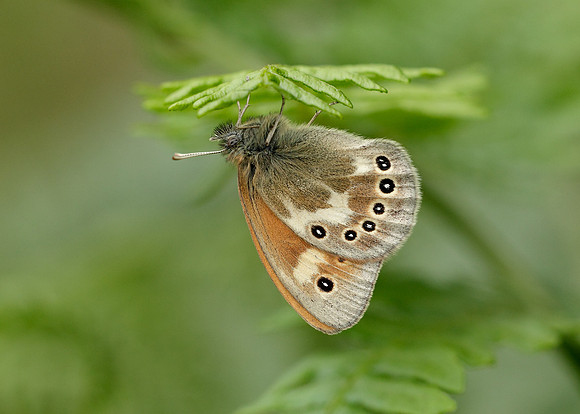 Large Heath Coenonympha tullia davus