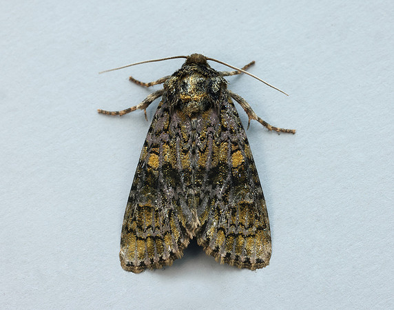73.047 BF2291 Coronet Craniophora ligustri