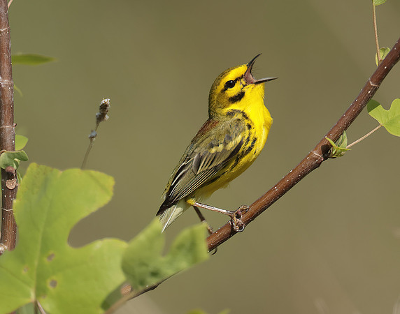Prairie Warbler Setophaga discolor