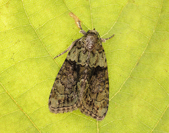 73.082 BF2292 Tree-lichen Beauty Cryphia algae