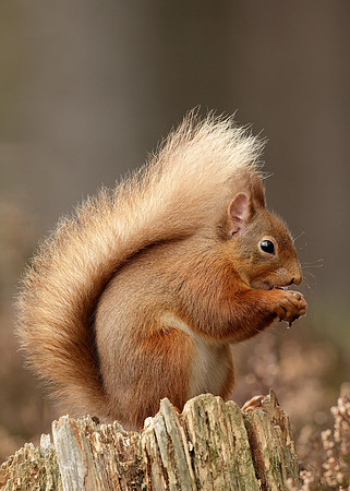 Red Squirrel Sciurus vulgaris