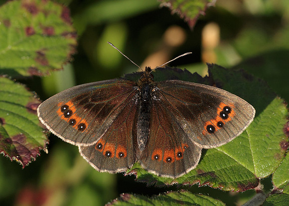 Scotch Argus Erebia aethiops