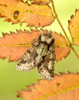 Green-brindled Crescent Allophyes oxyacanthae