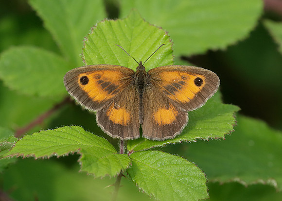 Gatekeeper Pyronia tithonus