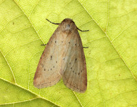 73.147 BF2345 Small Dotted Buff Photedes minima