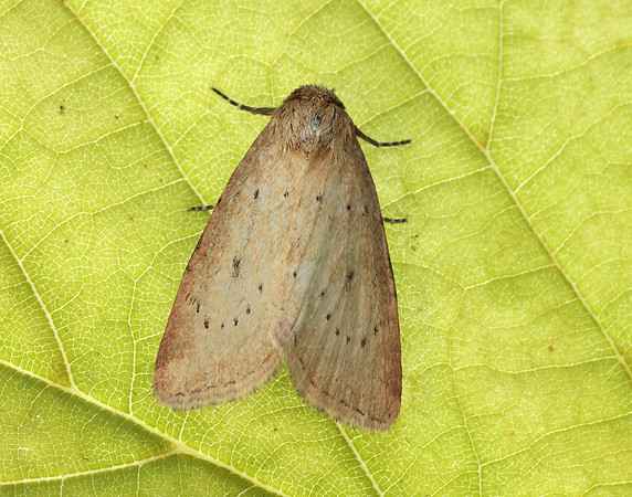 73.147 BF2345 Small Dotted Buff Photedes minima
