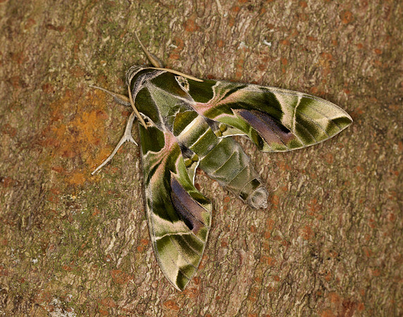 69.011 BF1985 Oleander Hawk-moth Daphnis nerii