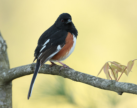 Eastern Towhee Pipilo erythrophthalmus