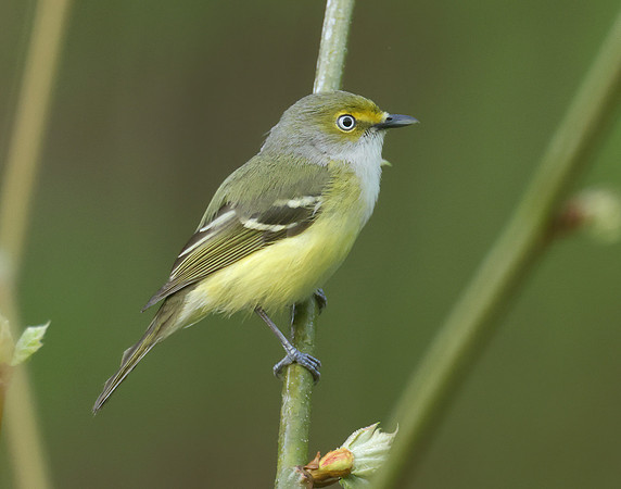 White-eyed Vireo Vireo griseus