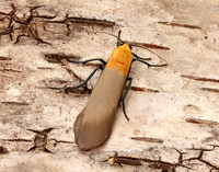 72.041 BF2051 Four-spotted Footman Lithosia quadra