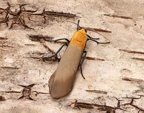 72.041 BF2051 Four-spotted Footman Lithosia quadra