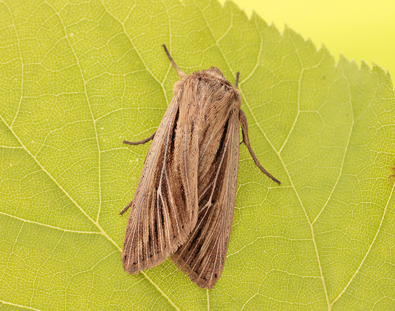 73.301 BF2205 Shoulder-striped Wainscot Leucania comma