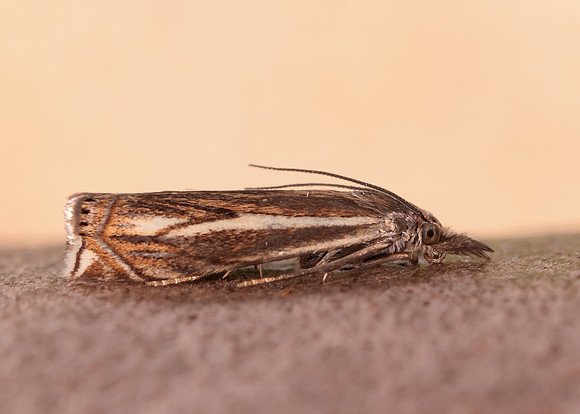 63.086 BF1301 Crambus lathoniellus