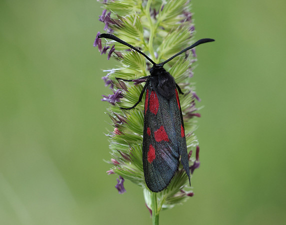 54.007 BF168 New Forest Burnet Zygaena viciae