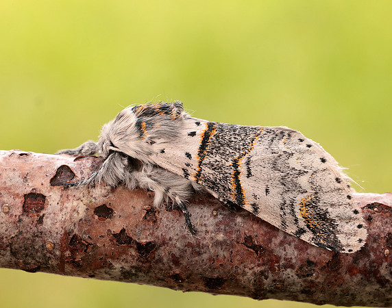 71.007 BF1998 Poplar Kitten Furcula bifida