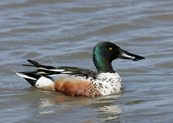 Shoveler Anas clypeata