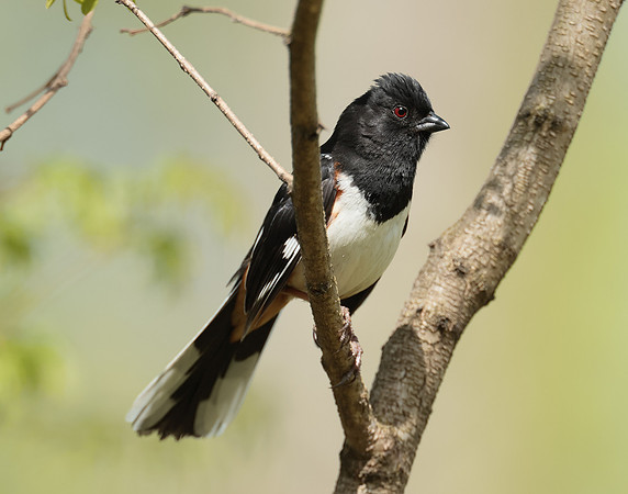 Eastern Towhee Pipilo erythrophthalmus