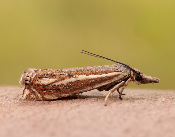 63.086 BF1301 Crambus lathoniellus