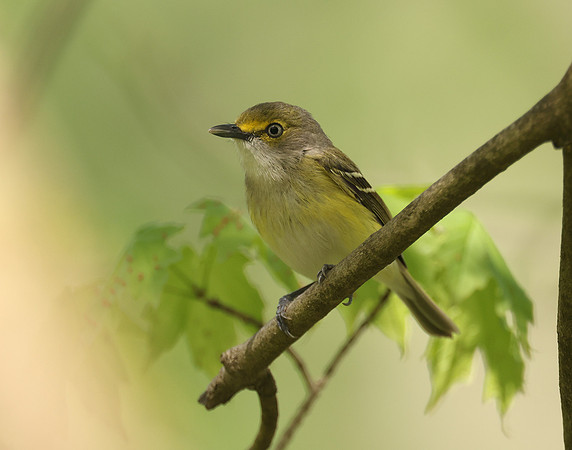 White-eyed Vireo Vireo griseus