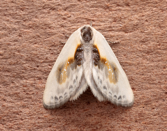 65.007 BF1651 Chinese Character Cilix glaucata