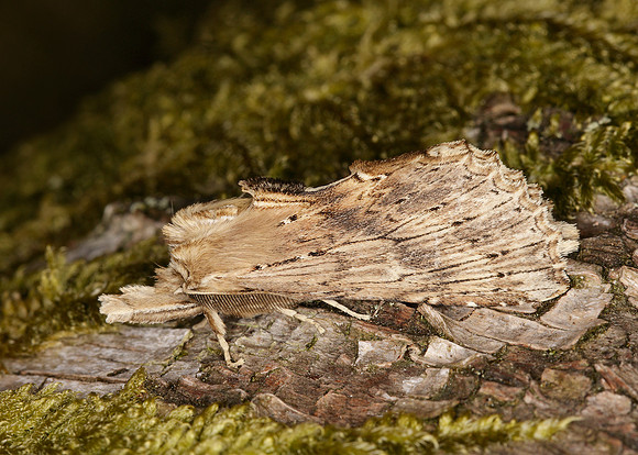 71.020 BF2011 Pale Prominent Pterostoma palpina