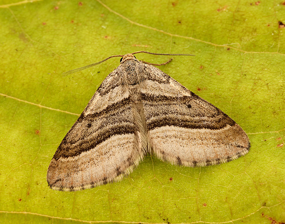 70.039 BF1718 Oblique Striped Phibalapteryx virgata