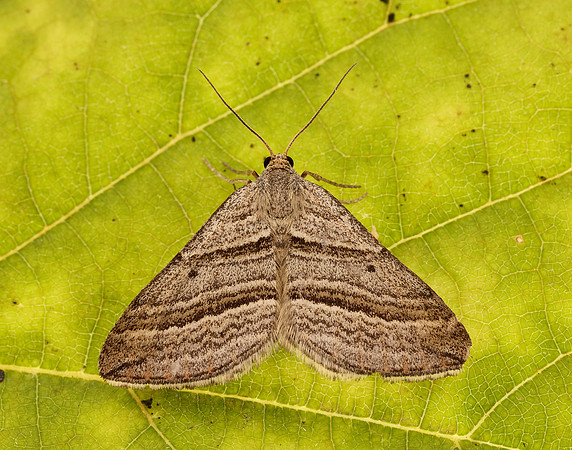70.039 BF1718 Oblique Striped Phibalapteryx virgata