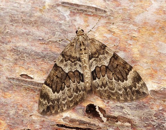 70.079 BF1769 Spruce Carpet Thera britannica