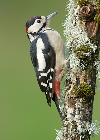 Great Spotted Woodpecker Dendrocopus major